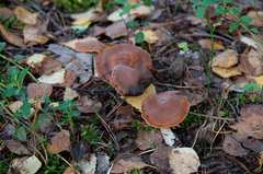 Cortinarius armeniacus