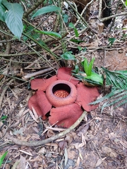 Rafflesia