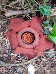 Rafflesia