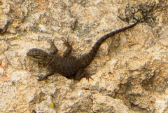 Sceloporus minor