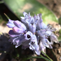 Bellevalia desertorum