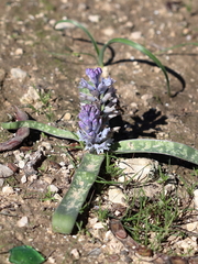 Bellevalia desertorum