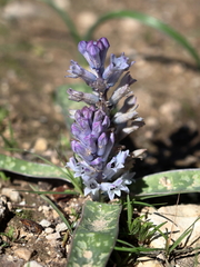 Bellevalia desertorum