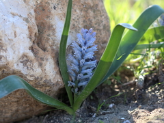 Bellevalia desertorum
