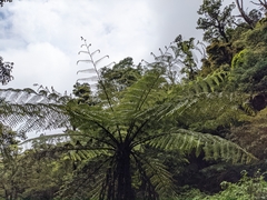 Alsophila loheri