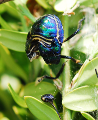 Poecilocoris splendidulus