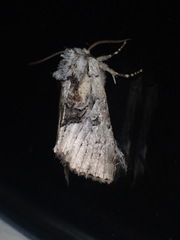 Meropleon diversicolor