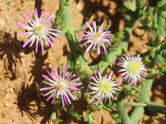 Mesembryanthemum junceum