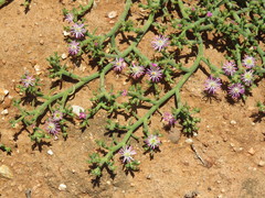 Mesembryanthemum junceum