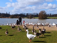 Anser anser domesticus