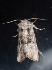 Meropleon diversicolor