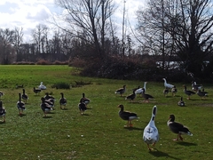 Anser anser domesticus