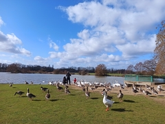 Anser anser domesticus