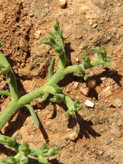 Mesembryanthemum junceum