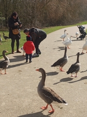 Anser anser domesticus