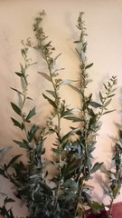 Artemisia vulgaris
