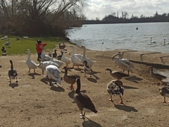 Anser anser domesticus