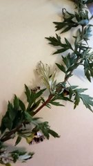Artemisia vulgaris