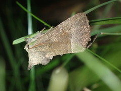 Papaipema nebris