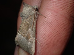 Papaipema nebris