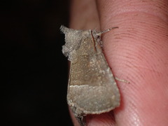 Papaipema nebris