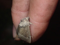 Papaipema nebris