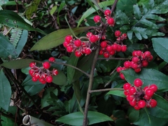 Ardisia villosa