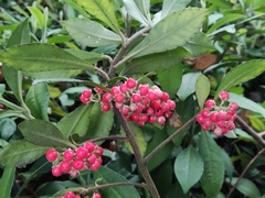 Ardisia villosa