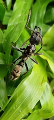 Neoponera foetida