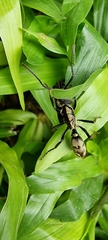 Neoponera foetida