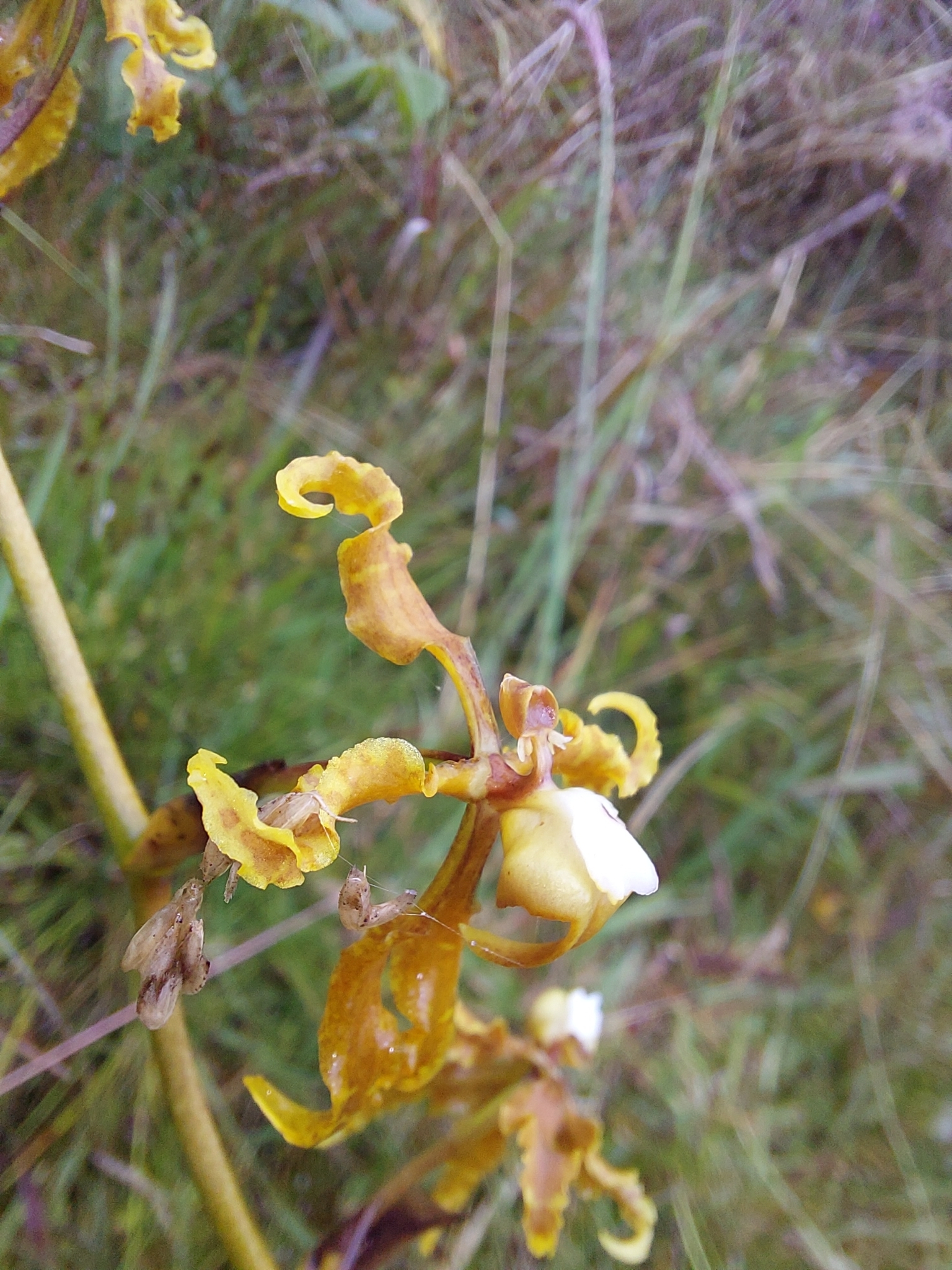 Cyrtochilum divaricatum (Lindl.) Dalström 2