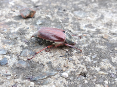 Melolontha melolontha