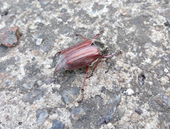 Melolontha melolontha