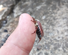 Melolontha melolontha