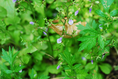 Mazus pumilus