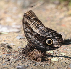 Caligo oileus