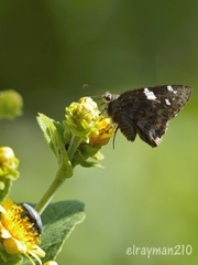 Codatractus arizonensis