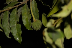 Annona neosericea