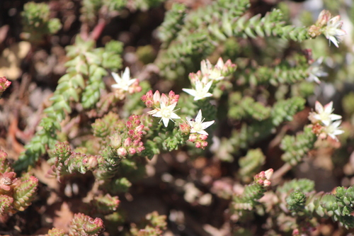 Image of Sedum moranense by (c) José Belem Hernández Díaz, some rights reserved (CC BY)