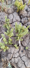 Nitrophila australis australis