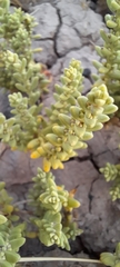 Nitrophila australis australis