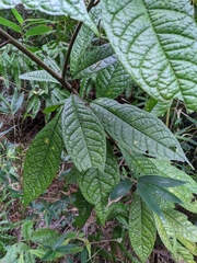 Symplocos koshunensis