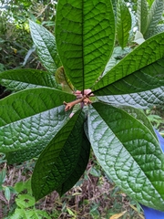 Symplocos koshunensis