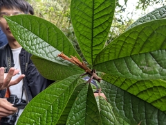 Symplocos koshunensis