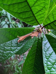 Symplocos koshunensis