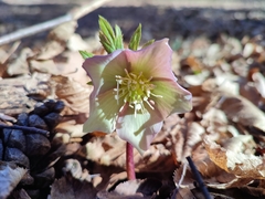 Helleborus purpurascens