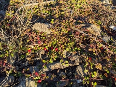 Cotoneaster morrisonensis