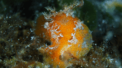 Plocamopherus maderae