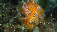 Plocamopherus maderae