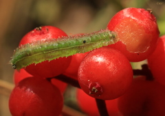 Cylindrotoma distinctissima